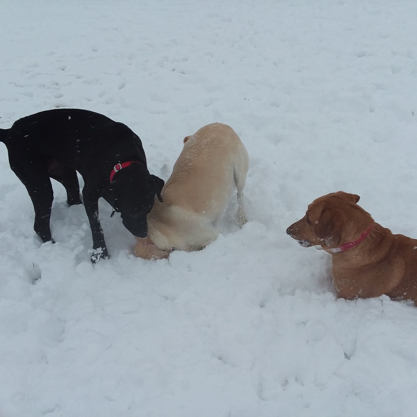 Elli, Kate and Chloe love the snow